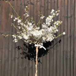 The Bride Cherry Blossom Tree | Prunus Incisa
