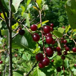 The 3 Best Fruit Trees For Small Gardens | Apple, Cherry & Fig 9 The 3 Best Fruit Trees For Small Gardens | Apple, Cherry & Fig -Arbor Sapling Sales cherrytree21 10 9106be21 ba8a 4a4f 93c0 754bae68b0c1