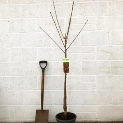 'Van' Cherry Tree 8 'Van' Cherry Tree -Arbor Sapling Sales cherryvanpotted