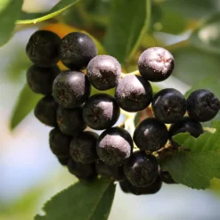 Unusual Berry Collection 10 Unusual Berry Collection -Arbor Sapling Sales chokeberries