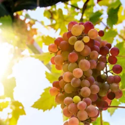 'Crimson Seedless' Grape Vine 7 'Crimson Seedless' Grape Vine -Arbor Sapling Sales crimson seedless