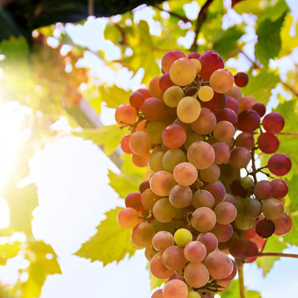 'Crimson Seedless' Grape Vine 4 'Crimson Seedless' Grape Vine - Image 4