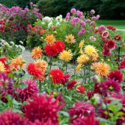 Premium Dahlia Plants Collection -Arbor Sapling Sales dahliacol 1