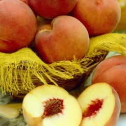 Arbor Sapling Sales -Arbor Sapling Sales dukeofyorkpeach 2