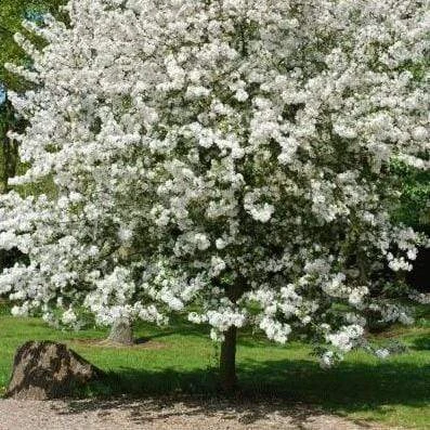 Evereste Crabapple Tree 2 Evereste Crabapple Tree - Image 2