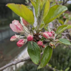 Egremont Russet Apple Tree Dwarfing Rootstock -Arbor Sapling Sales egremontrussetblossom scaled