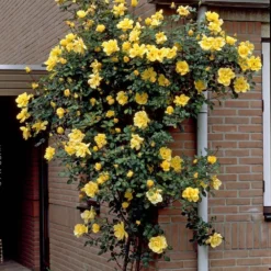 Repeat Flowering Climbing Rose Collection -Arbor Sapling Sales elbo03964 gardeners glory 2f988433 e4b9 4626 9a46 4bf123470df9
