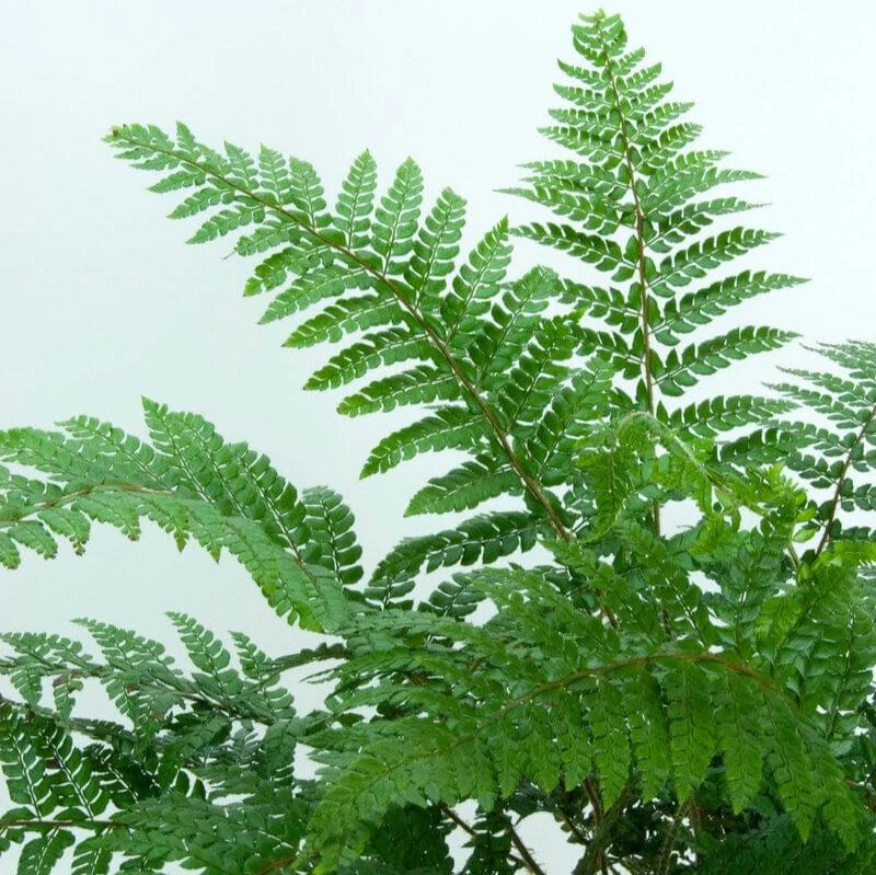 Makino's Holly Fern | Polystichum Makinoi 1 Makino's Holly Fern | Polystichum Makinoi