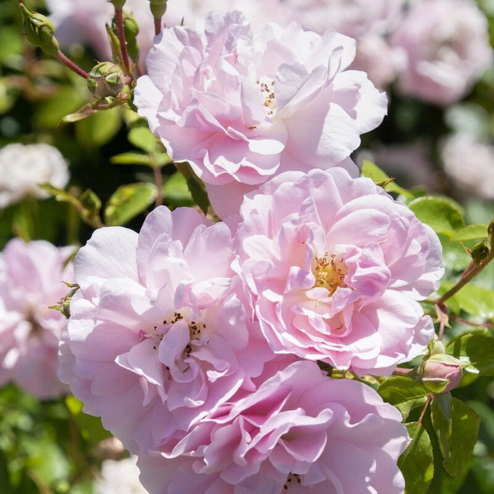 'Bonica' Shrub Rose 1 'Bonica' Shrub Rose