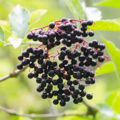Best Mixed Native Wildlife Hedging | Growers' Choice 14 Best Mixed Native Wildlife Hedging | Growers' Choice -Arbor Sapling Sales elderberry SHR0256 e670855f 782d 4eb9 96dc 812685d53493
