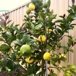 'Eureka' Patio Lemon Tree | 4 Seasons Lemon 8 'Eureka' Patio Lemon Tree | 4 Seasons Lemon -Arbor Sapling Sales eurekalemon