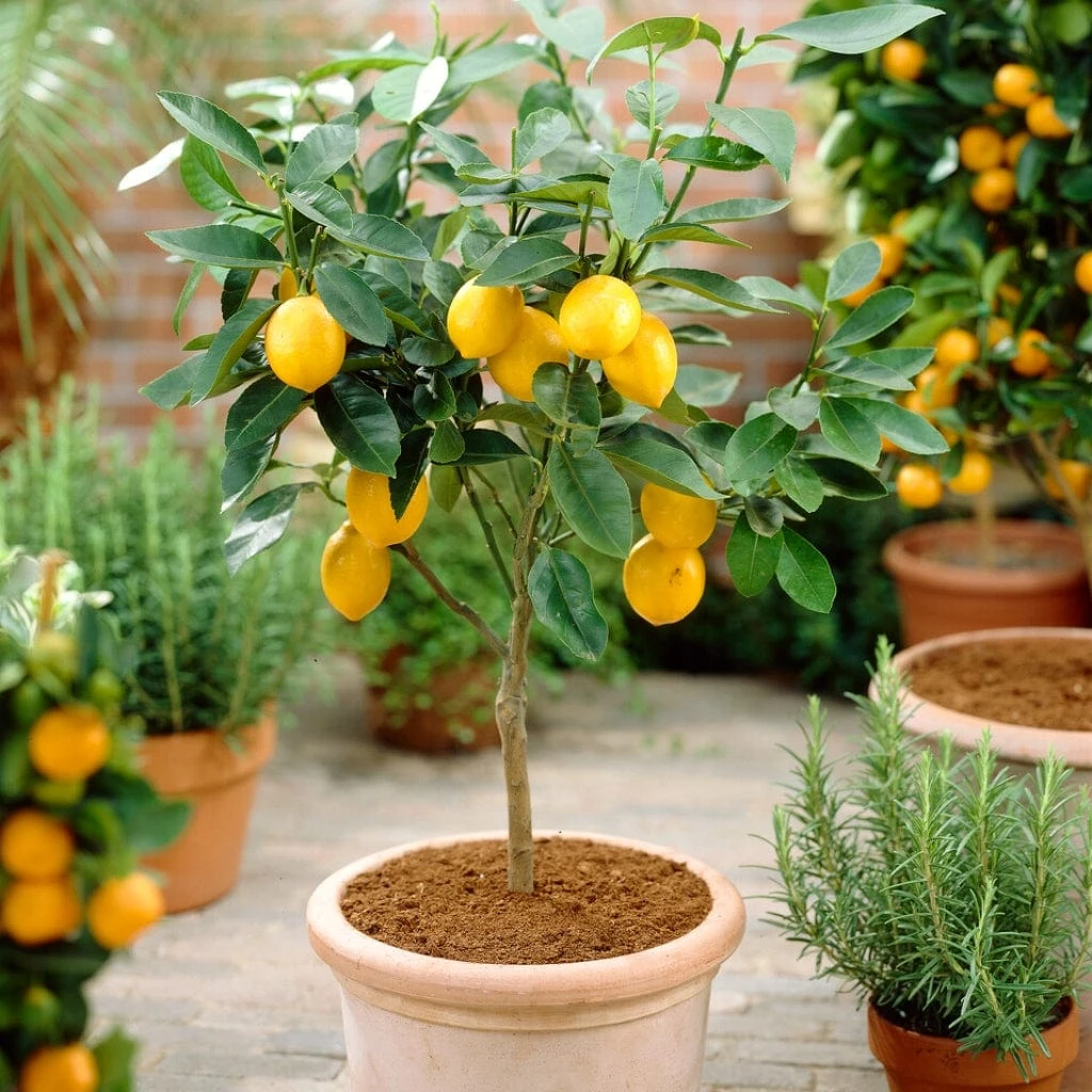 'Eureka' Patio Lemon Tree | 4 Seasons Lemon 1 'Eureka' Patio Lemon Tree | 4 Seasons Lemon