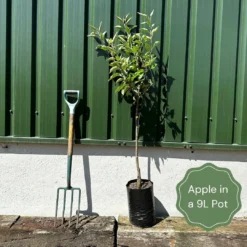 Arbor Sapling Sales -Arbor Sapling Sales example apple 040f337b dfa5 471c a58f c577148aa4a4