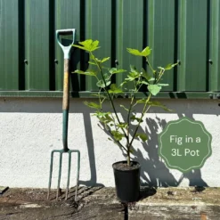 Dalmatie Fig Tree 9 Dalmatie Fig Tree -Arbor Sapling Sales example fig 1bf385b8 4a3f 4665 9f9e a65ea162f87c