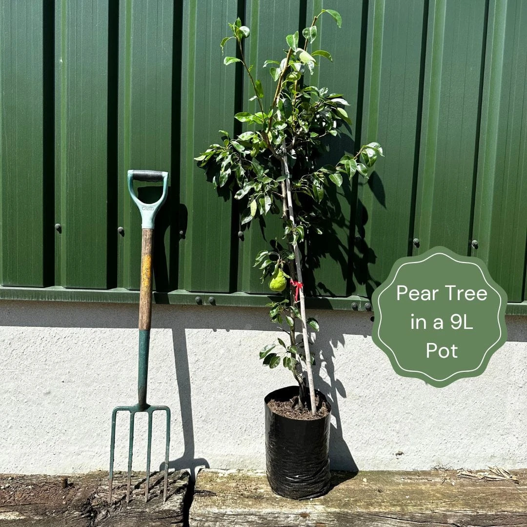 'Petite Poire' Pear Tree 2 'Petite Poire' Pear Tree - Image 2