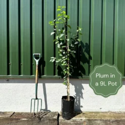 Farleigh Damson Tree -Arbor Sapling Sales example plum 38a142e6 cb36 4b15 bdf6 5ffb5134fa5e