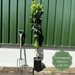 Flagpole Cherry Blossom Tree | Prunus Amanogawa -Arbor Sapling Sales exampleamanogawa