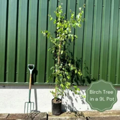 'Crimson Frost' Silver Birch Tree 5 'Crimson Frost' Silver Birch Tree -Arbor Sapling Sales examplebirch