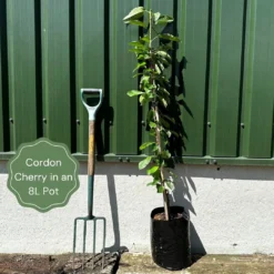 Sunburst Cherry Tree 17 Sunburst Cherry Tree -Arbor Sapling Sales examplecordoncherry