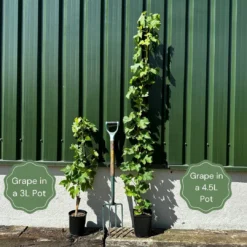 'Phoenix' Outdoor Grape Vine -Arbor Sapling Sales examplegrape f9e52001 b7f4 40ec b9a2 871592a39ff0