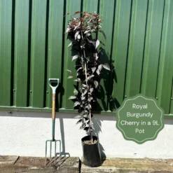 Purple Leaf Cherry Blossom Tree | Prunus Serrulata 'Royal Burgundy' 11 Purple Leaf Cherry Blossom Tree | Prunus Serrulata 'Royal Burgundy' -Arbor Sapling Sales exampleroyalburgundy