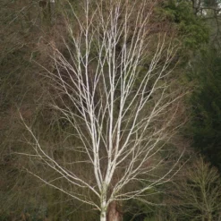Himalayan Birch Tree | Betula Utilis Jacquemontii 16 Himalayan Birch Tree | Betula Utilis Jacquemontii -Arbor Sapling Sales himalayanwinter