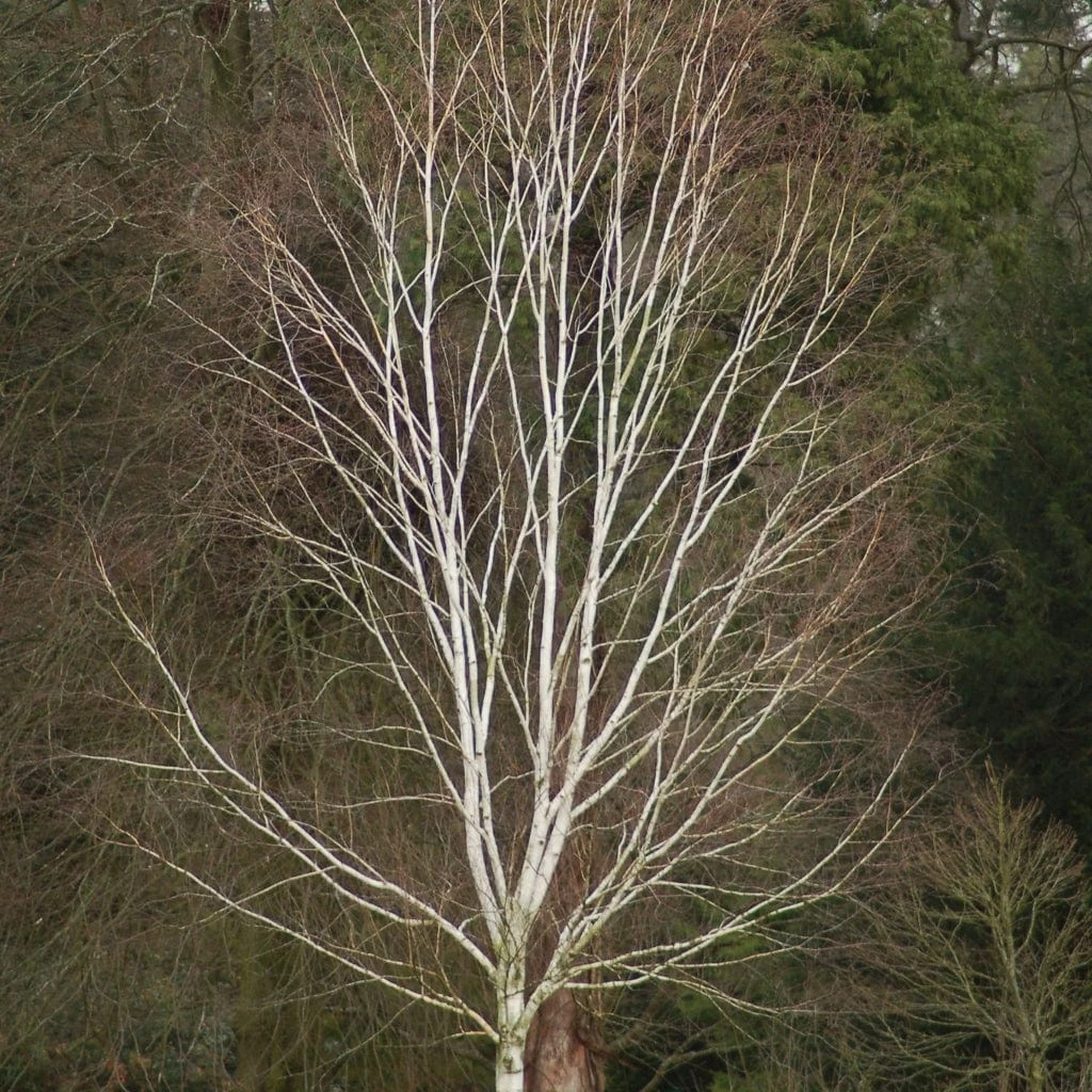 Himalayan Birch Tree | Betula Utilis Jacquemontii 8 Himalayan Birch Tree | Betula Utilis Jacquemontii - Image 8