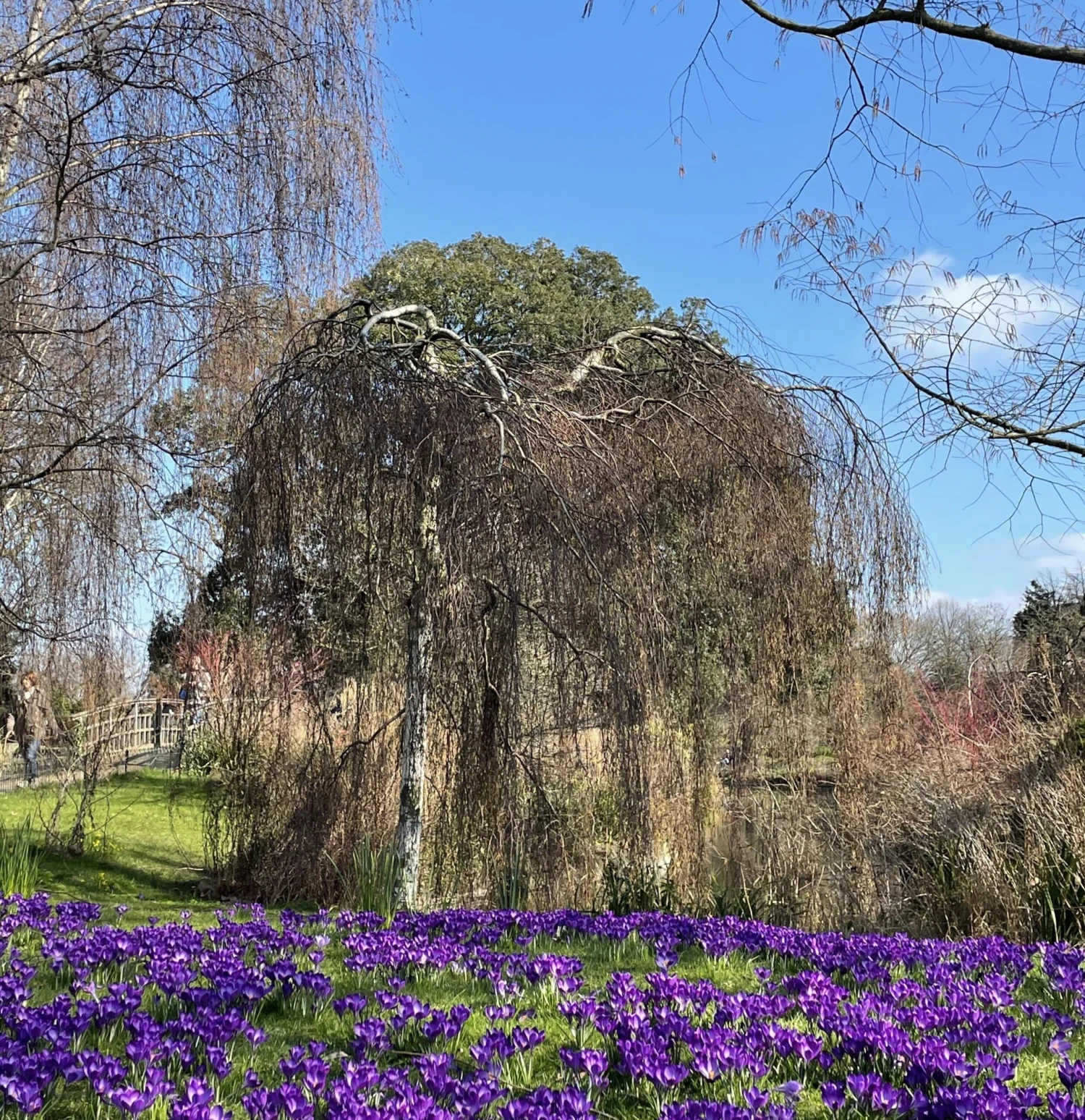 Weeping Silver Birch Tree | Betula Pendula Youngii 3 Weeping Silver Birch Tree | Betula Pendula Youngii - Image 3