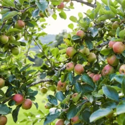 'Kidd's Orange Pippin' Apple Tree -Arbor Sapling Sales kiddsorange 2