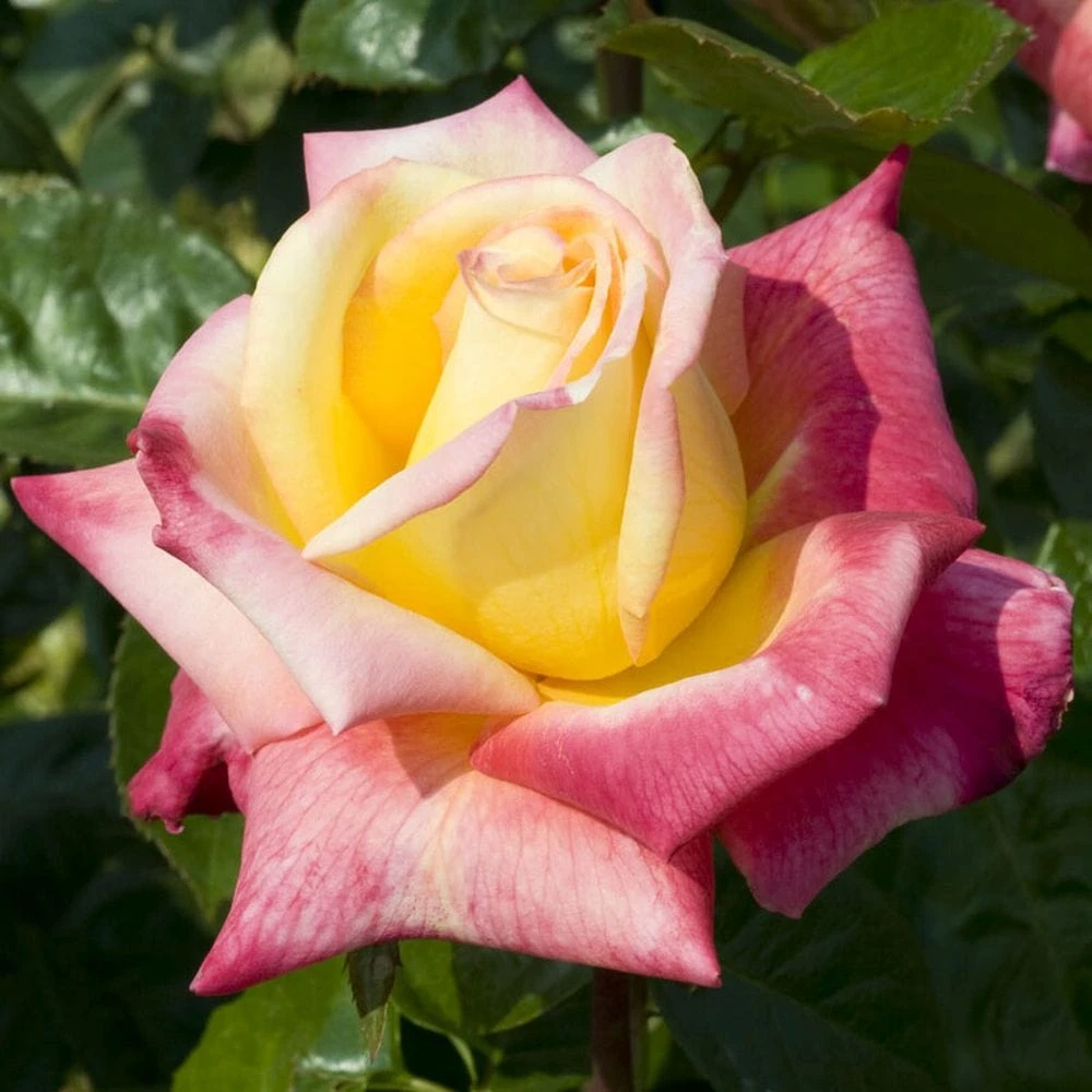 'Love And Peace' Hybrid Tea Rose 1 'Love And Peace' Hybrid Tea Rose