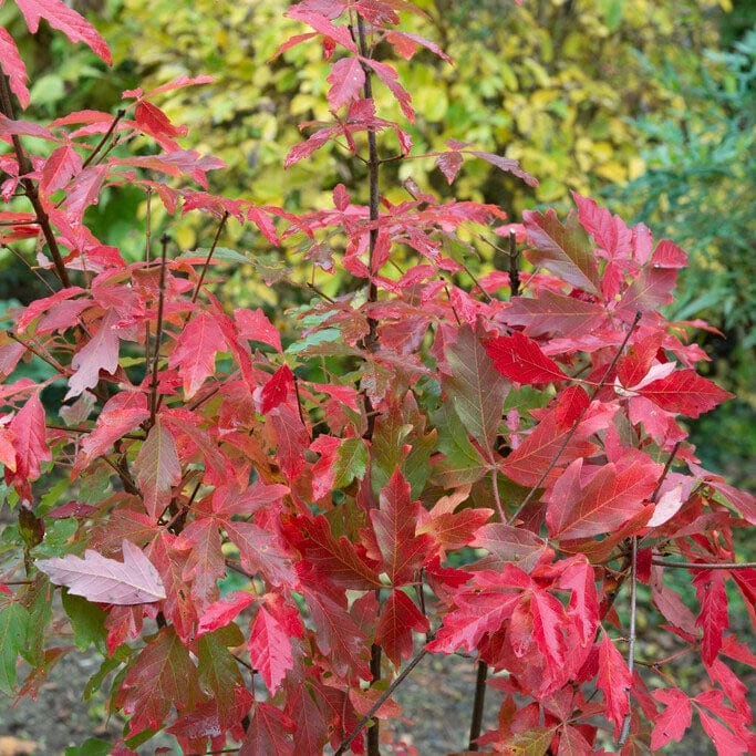Paperbark Maple Tree | Acer Griseum 2 Paperbark Maple Tree | Acer Griseum - Image 2
