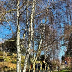 Silver Birch Tree | Betula Pendula -Arbor Sapling Sales new silver birch2 scaled