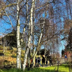 Silver Birch Tree | Betula Pendula