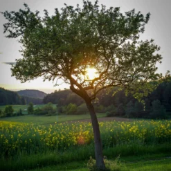 Williams Bon Chrétien Pear Tree 12 Williams Bon Chrétien Pear Tree -Arbor Sapling Sales peartree scaled