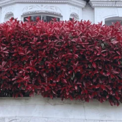 Photinia 'Red Robin' -Arbor Sapling Sales photinia