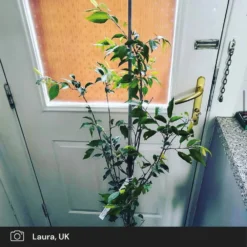 Pink Winter Flowering Cherry Tree | Prunus X Subhirtella 'Autumnalis Rosea' -Arbor Sapling Sales pink winter flower