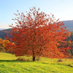 New Products 5 Sargent's Cherry Blossom Tree | Prunus Sargentii