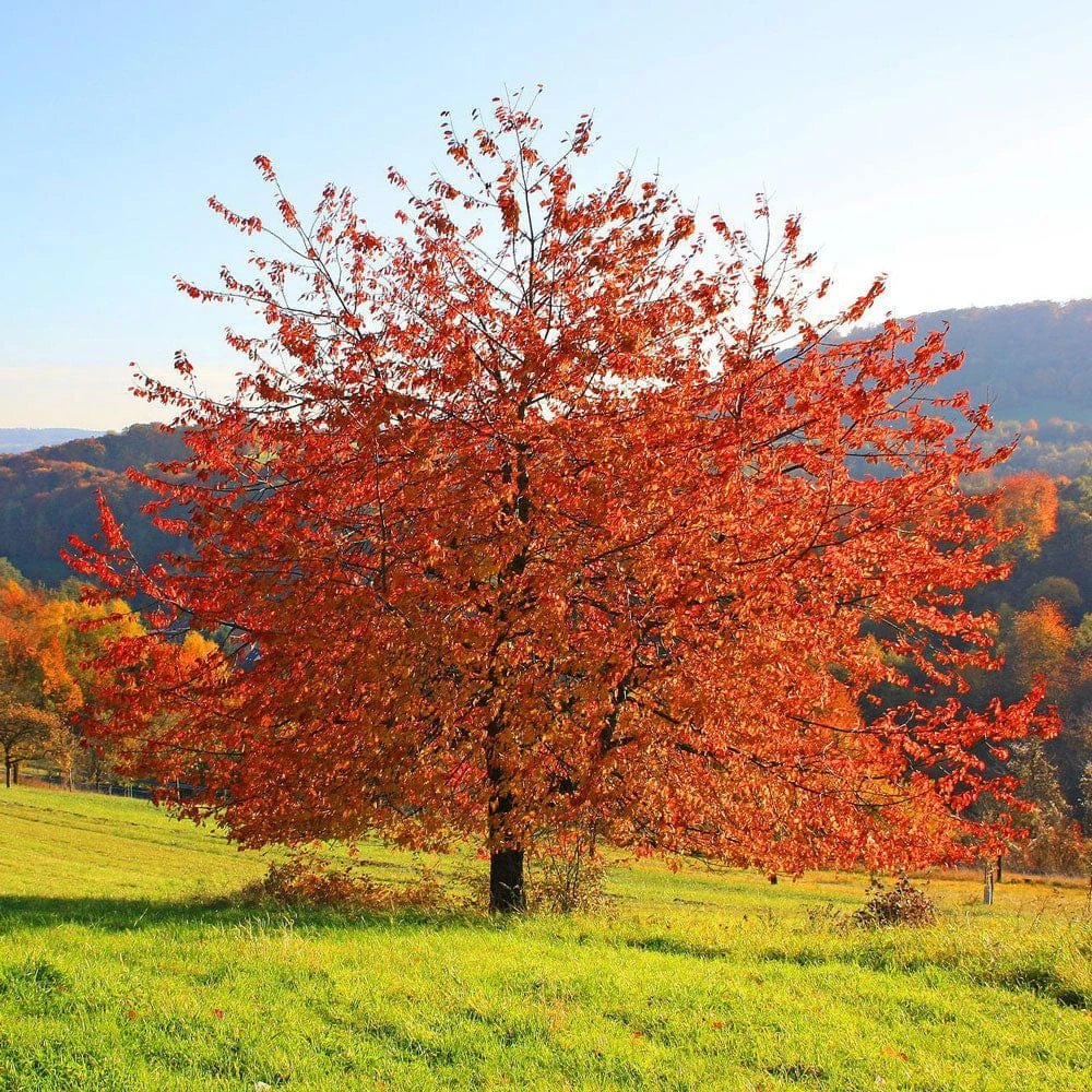 Sargent's Cherry Blossom Tree | Prunus Sargentii 1 Sargent's Cherry Blossom Tree | Prunus Sargentii