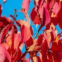 Sargent's Cherry Blossom Tree | Prunus Sargentii 12 Sargent's Cherry Blossom Tree | Prunus Sargentii -Arbor Sapling Sales prunussargentiiautumn