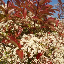 Photinia 'Red Robin' -Arbor Sapling Sales redrobin3