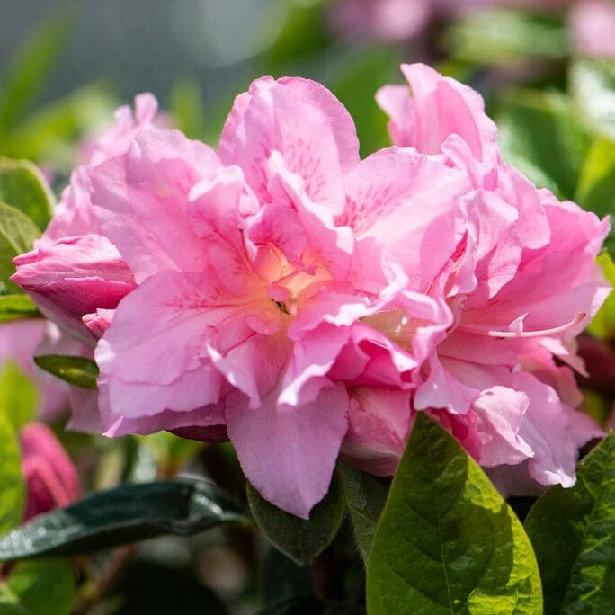 Best Flowering Shrubs 5 Best Flowering Shrubs - Image 5