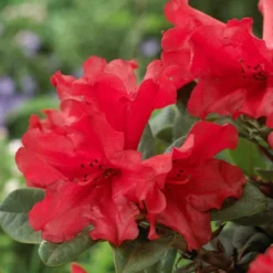 Best Shrubs For Shade -Arbor Sapling Sales rhodo de806ad1 c6ba 4cd2 9c93 a143f6486098