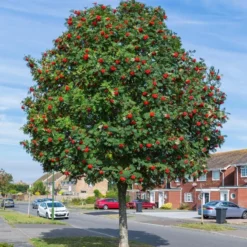 Mountain Ash Rowan Tree | Sorbus Aucuparia