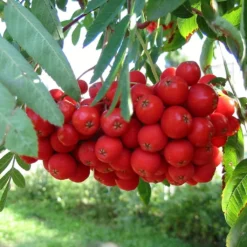 Multi-Stem Mountain Ash Rowan Tree | Sorbus Aucuparia -Arbor Sapling Sales rowanmultistem 5