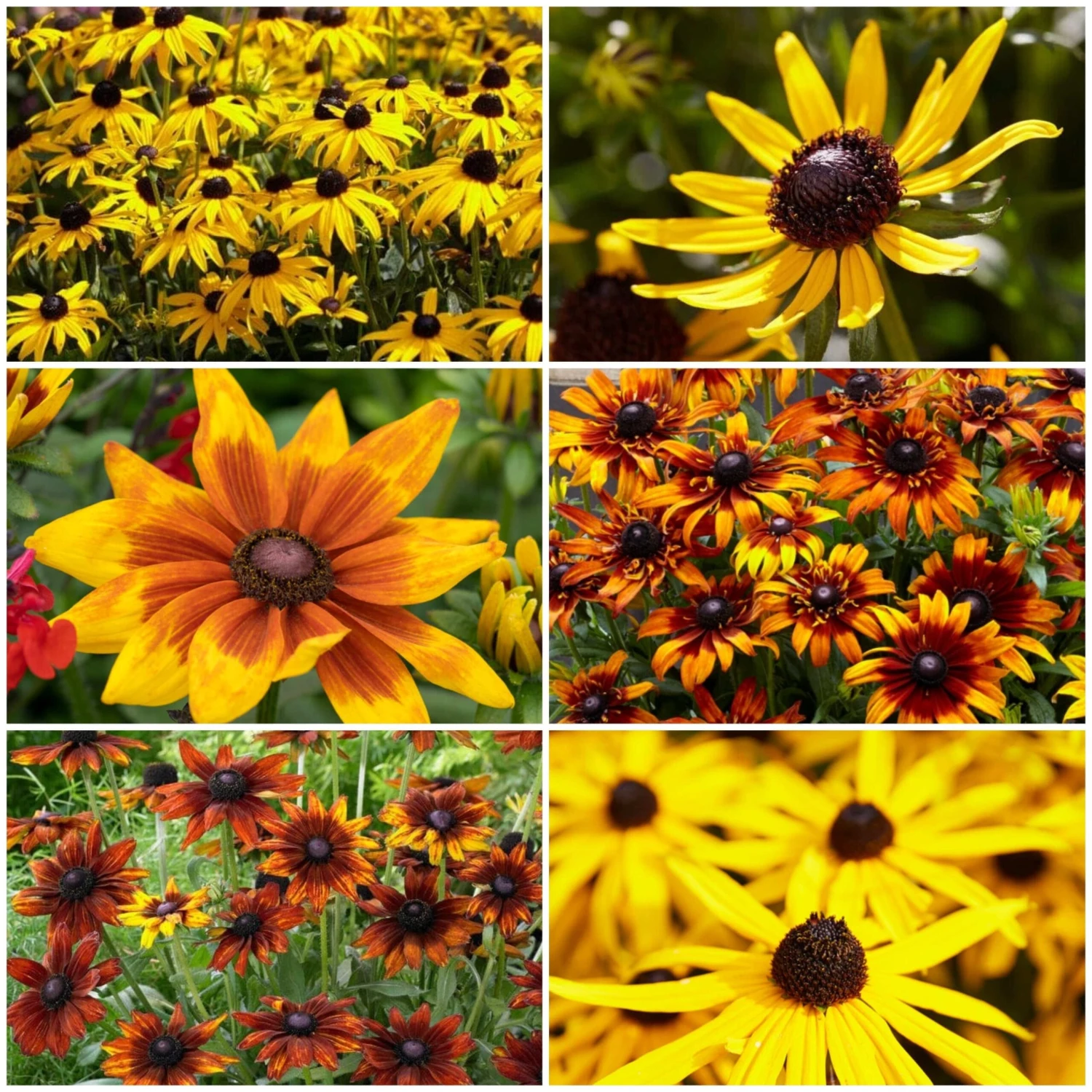 Ultimate Rudbeckia Collection 1 Ultimate Rudbeckia Collection
