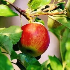 Best Apple Trees For Any Purpose | Growers' Choice 10 Best Apple Trees For Any Purpose | Growers' Choice -Arbor Sapling Sales scrumptiousapple b3f96318 f1b6 418c 9d63 d2d1a806f6cb