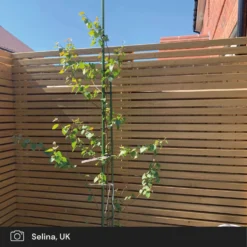 Silver Birch Tree | Betula Pendula -Arbor Sapling Sales silver birch ugc