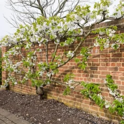 Sunburst Cherry Tree 13 Sunburst Cherry Tree -Arbor Sapling Sales sunburstfantrained