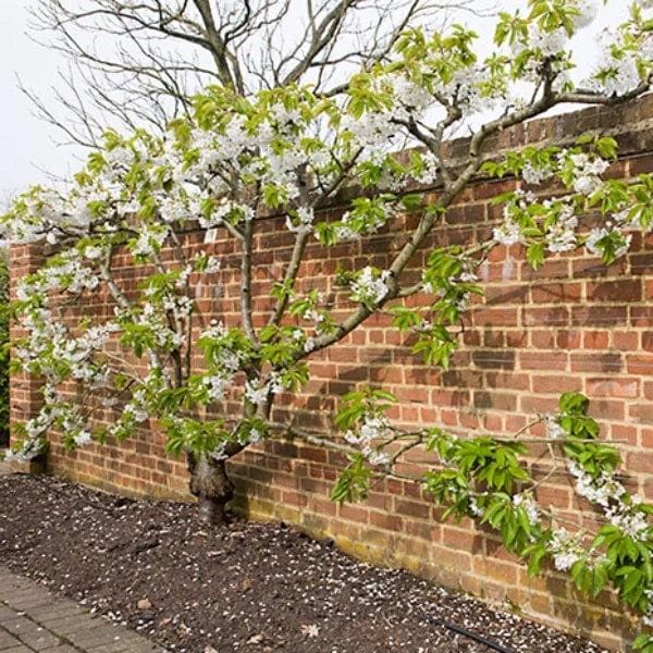 Sunburst Cherry Tree 5 Sunburst Cherry Tree - Image 5