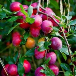 Award Winning Patio Fruit Tree Collection | Cherry, Pear & Plum | Growers' Choice -Arbor Sapling Sales victoria plum tree 2